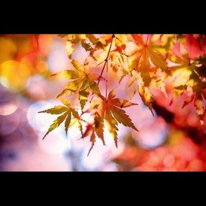 Meet your Posher, Cassidy